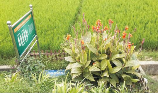 農(nóng)村環(huán)境綜合整治如何發(fā)揮農(nóng)民作用？